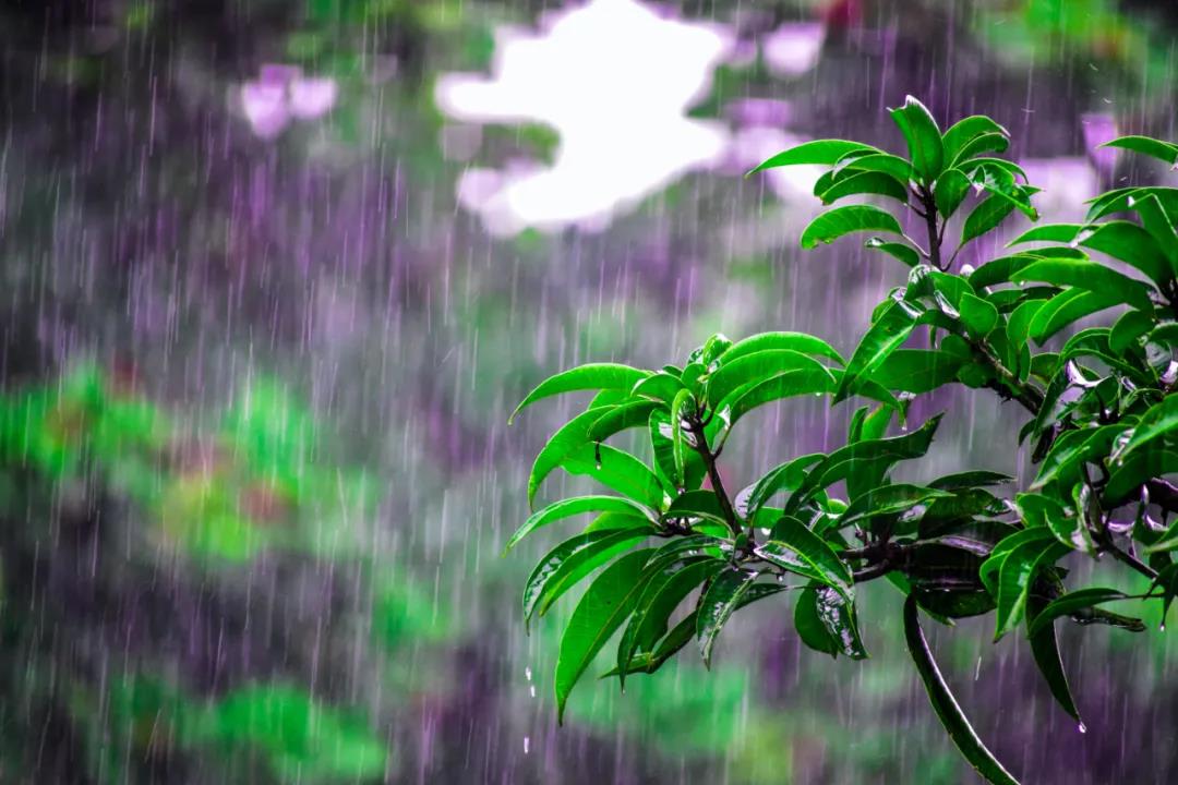 健康科普丨雨水节气要养生，春捂护肝是根本！